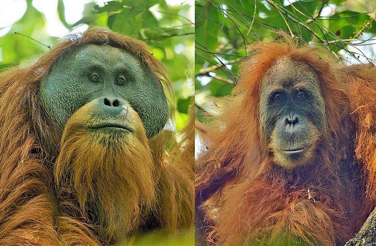 塔巴努里猩猩（Tapanuli orangutan，Pongo tapanuliensis），左公、右母。Tim Laman攝於北蘇門答臘的巴丹托魯森林（CC BY 4.0）