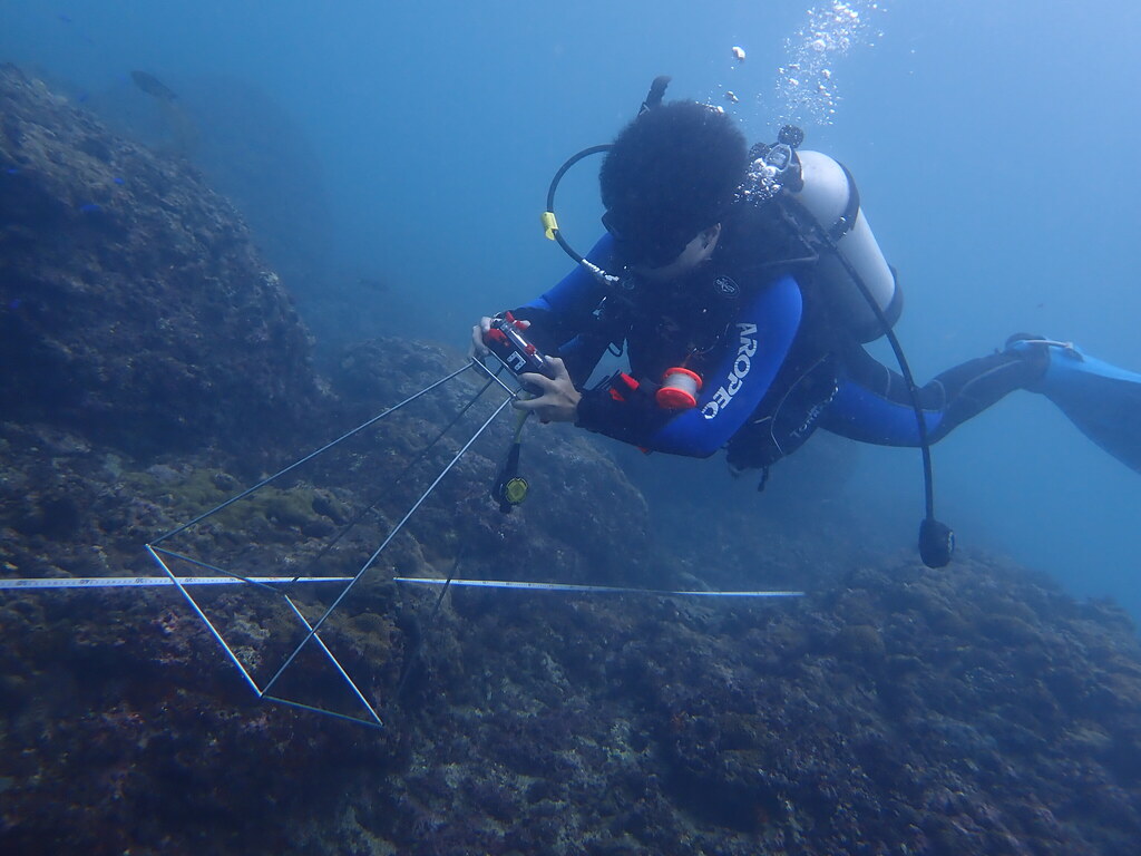 2021年珊瑚監測結果 海保署：小琉球等七處海域「失能」
