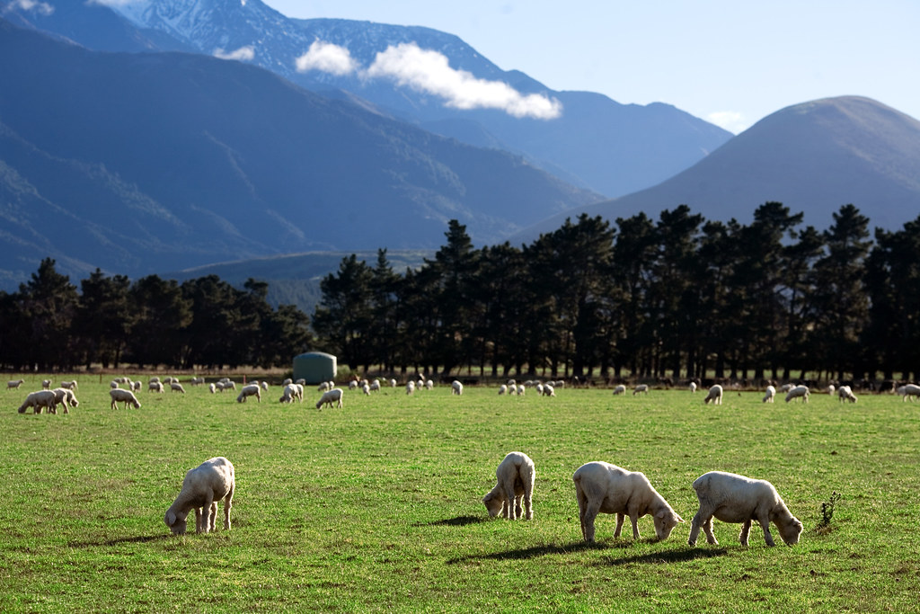 溫室氣體排放總量近半來自農業的紐西蘭，近日提出計畫，要農民為牛羊打嗝產生的溫室氣體排放付費。圖片來源：Jorge Royan／維基百科（CC BY-SA 3.0）