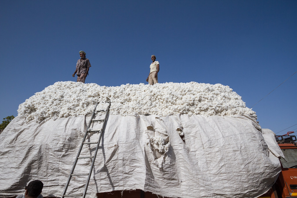 棉花工人。圖片來源：Adam Cohn（CC BY-NC-ND 2.0）