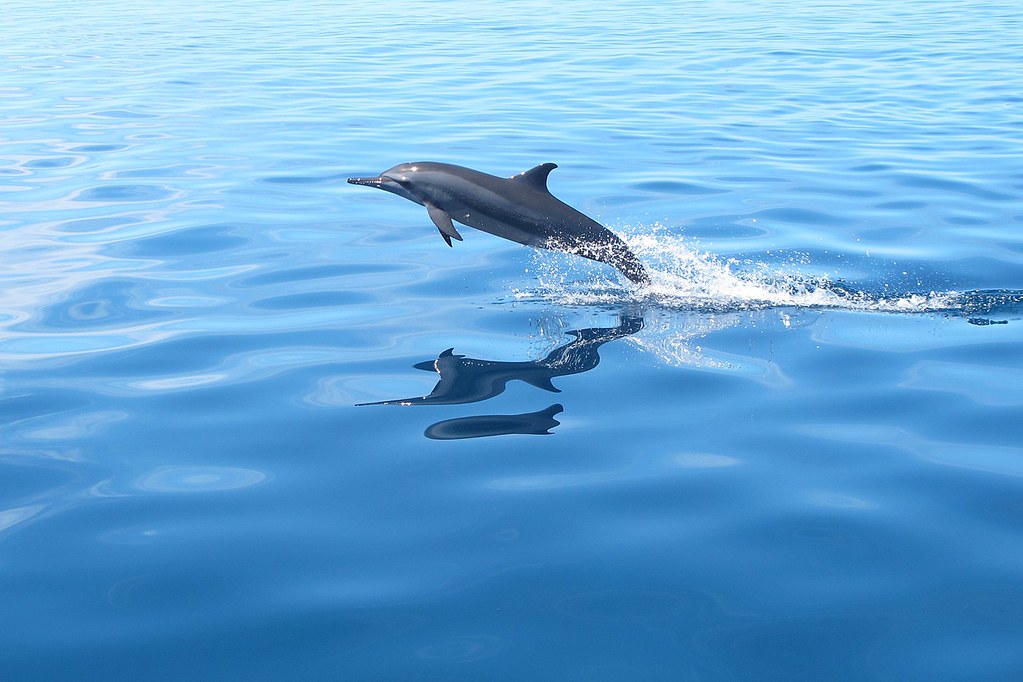 飛旋海豚的移動可為珊瑚帶來營養。馬爾地夫的飛旋海豚。圖片來源： Alexia Pihier via Wikimedia Commons