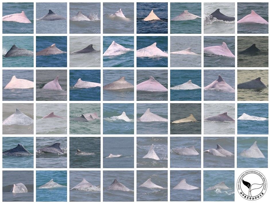 環委李培芬要求，開發單位應和過去海保署建立的白海豚個體辨識照片（Photo ID）資料庫比對，了解個體出沒範圍。2019年度被目擊白海豚個體的Photo ID照片。圖片來源：海保署