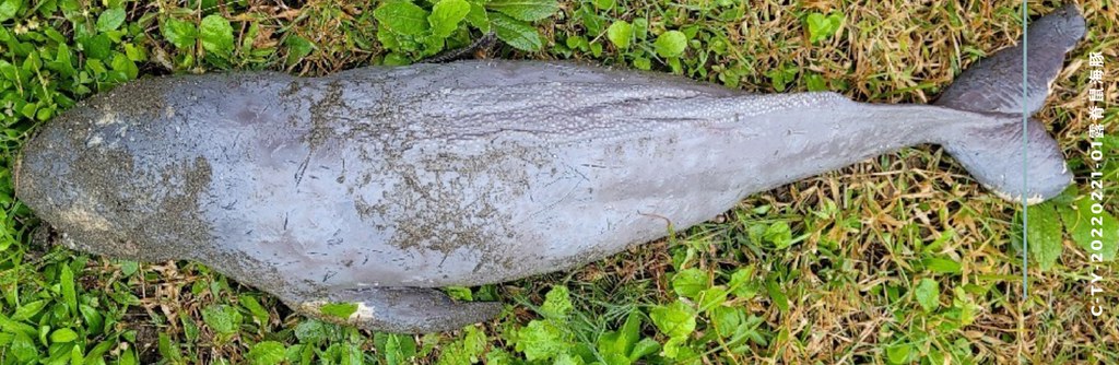 擱淺的露脊鼠海豚。圖片來源：擷取自海保署2022年第1季擱淺報告