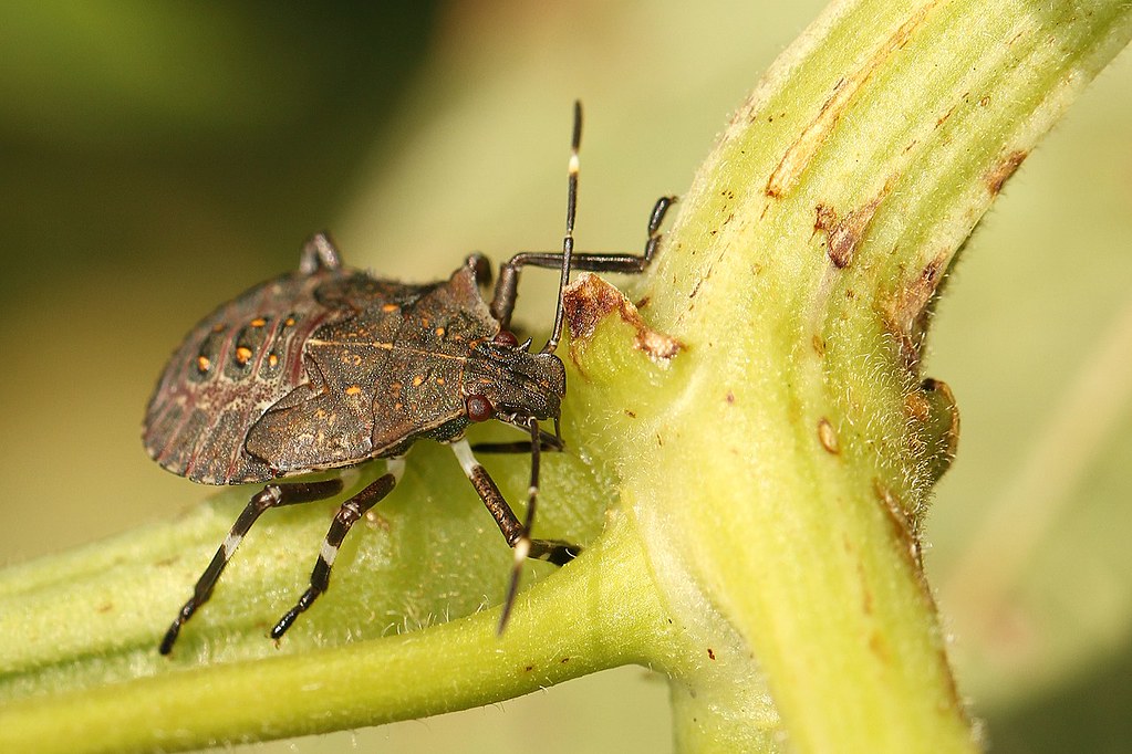 1280px-Brown_marmorated_stink_bug_nymph_(9766581565)