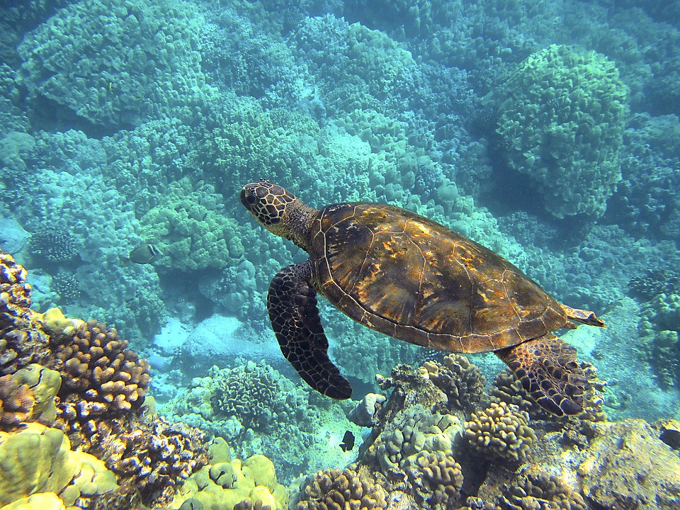 氣候變遷衝擊夏威夷 環保組織決定替珊瑚礁買保險