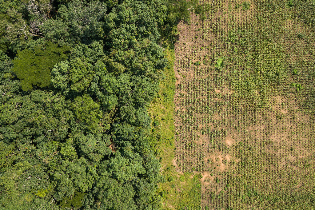 熱帶雨林變得更熱更乾燥 研究證實：大規模毀林破壞水循環
