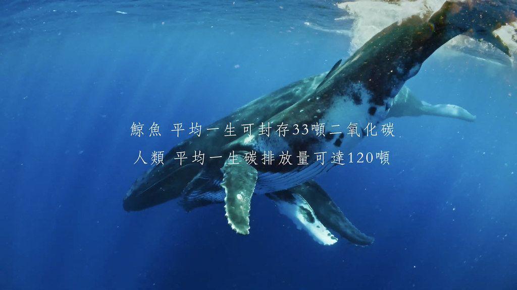 擷取自影片，來源：首獎作品《鯨嘆之歌》（黃維婷、吳添運）。
