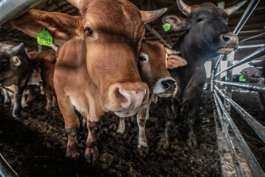 台灣動物社會研究會指出，牛肉每100公克蛋白質排放50公斤溫室氣體，豌豆則僅0.44公斤。圖片來源：台灣動物社會研究會提供