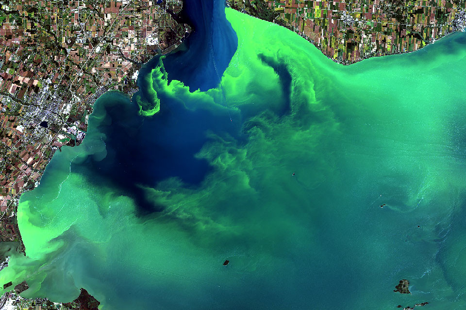 2017年9月美國伊利湖發生的藻華圖片來源：NASA/USGS 衛星