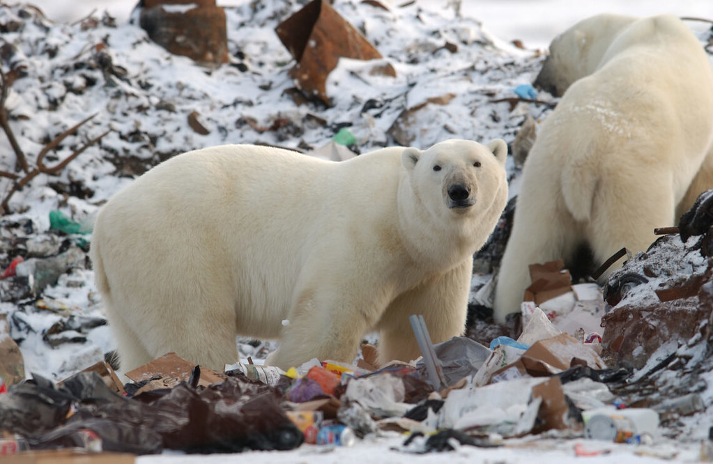 Churchill,Northern,Manitoba,Town,And,Surroundings,Polar,Bear,In,Garbage